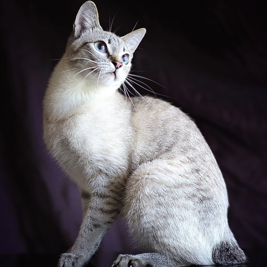 Mekong Bobtail