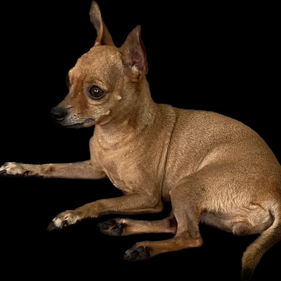 Miniature Pinscher