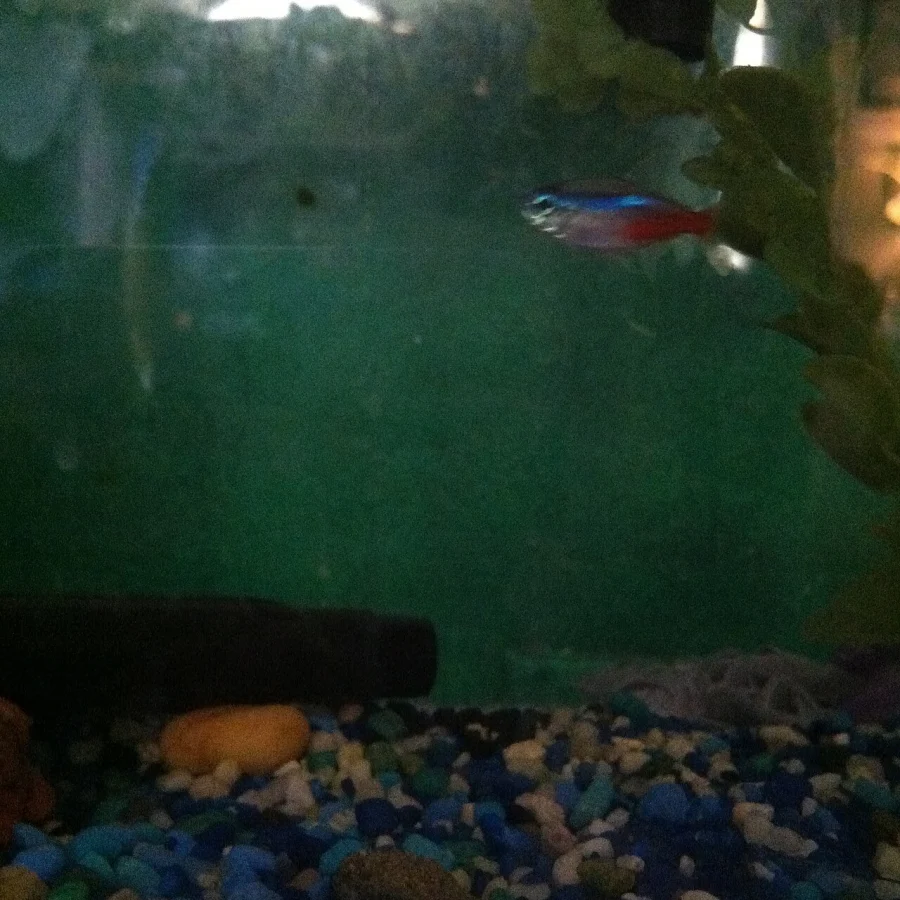 Neon Tetra