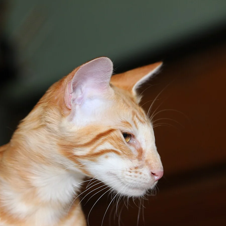 Oriental Longhair