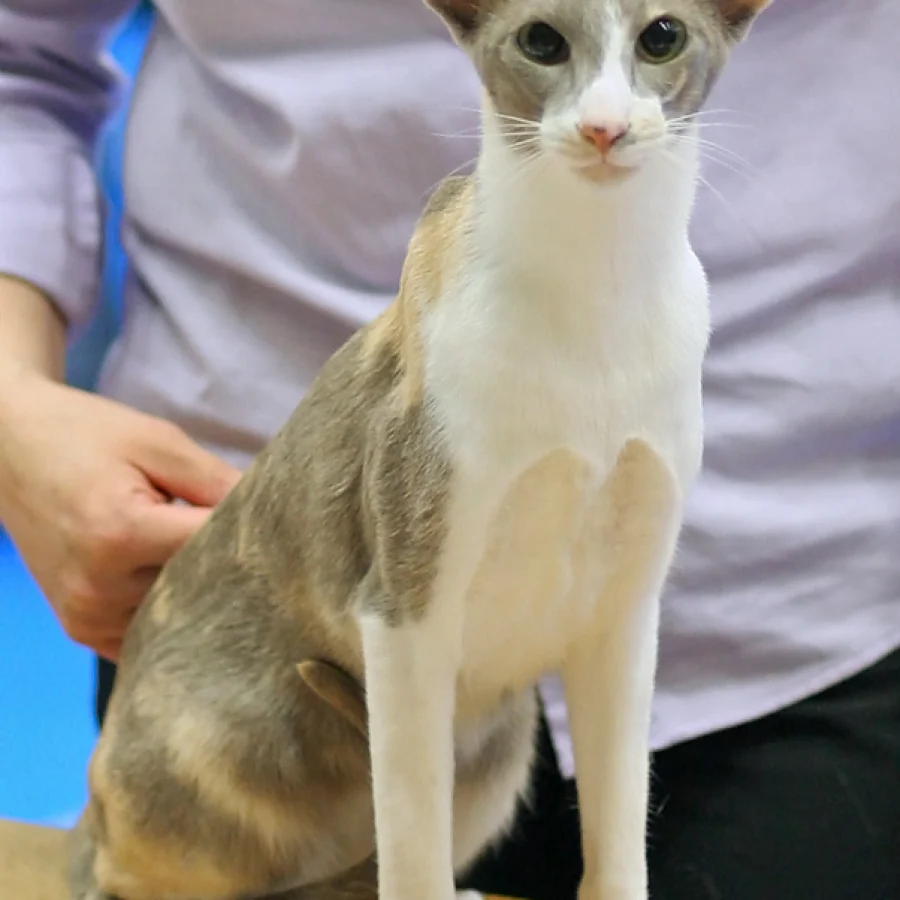 Oriental Shorthair