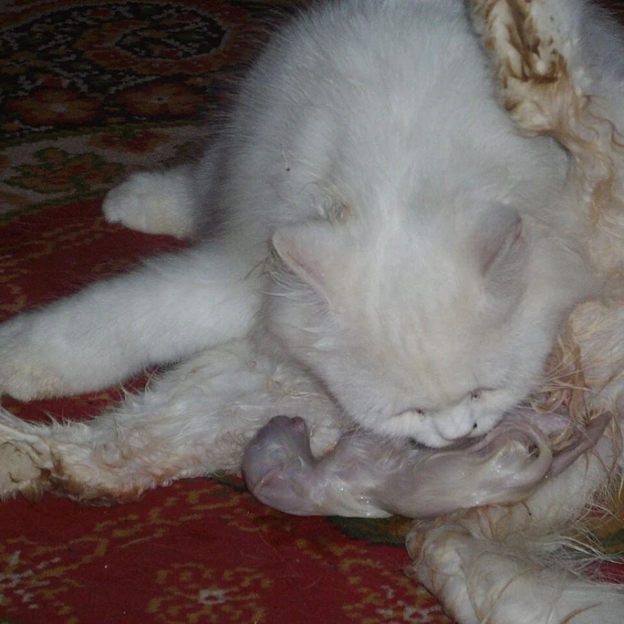 Persian