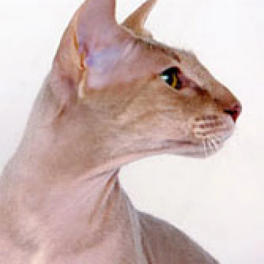Peterbald