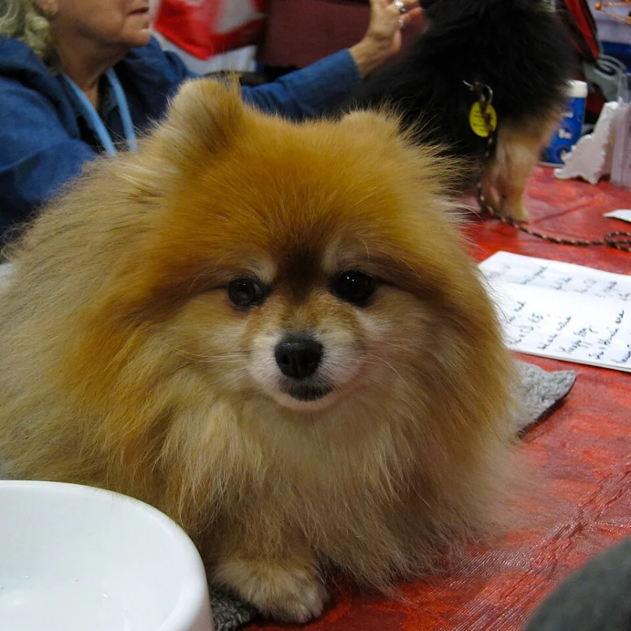 Pomeranian