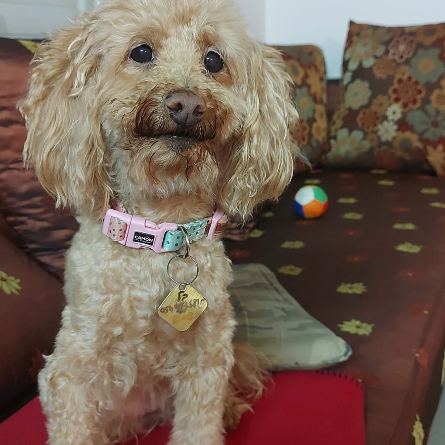 Poodle