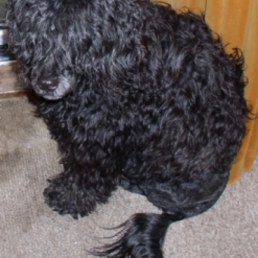 Portuguese Water Dog