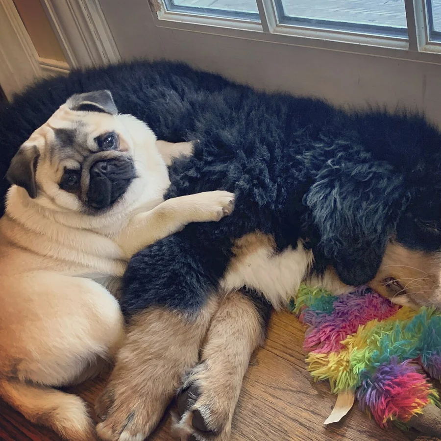 Pug