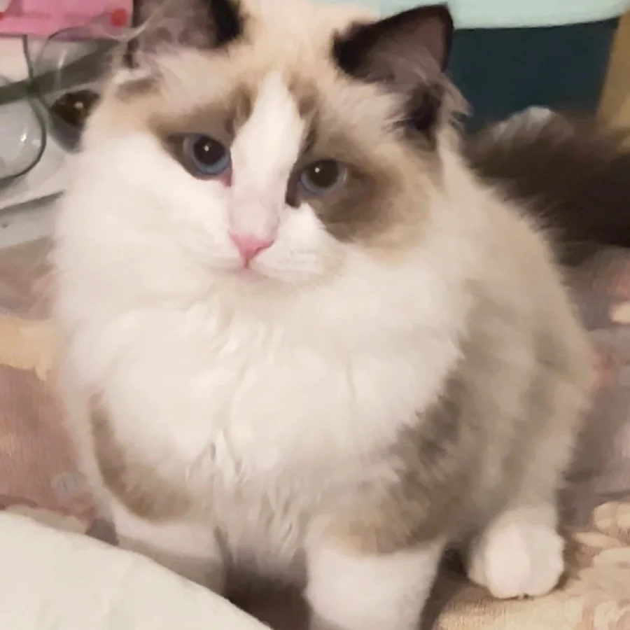 Ragdoll