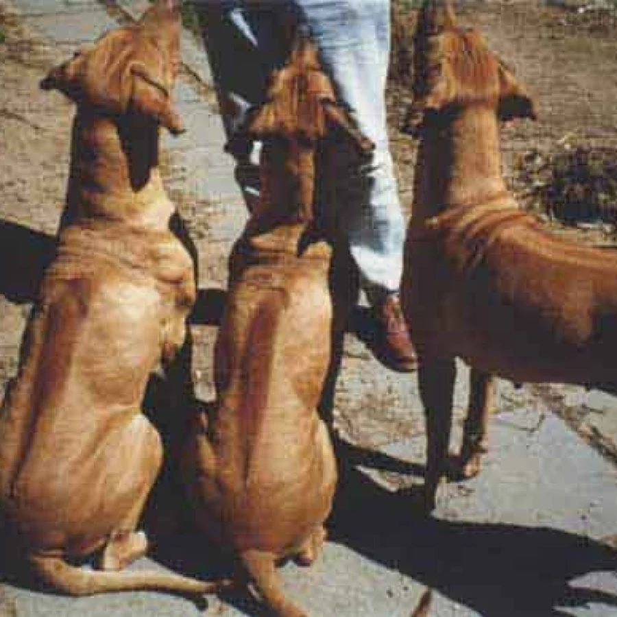 Rhodesian Ridgeback
