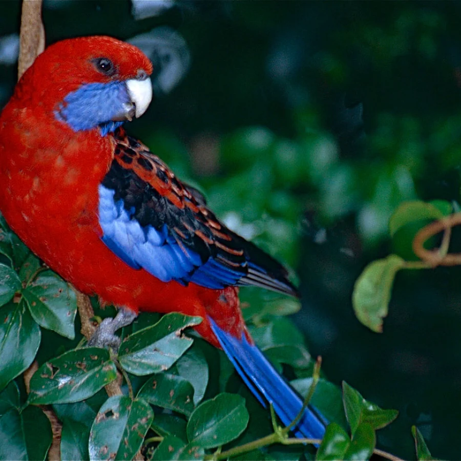 Rosella