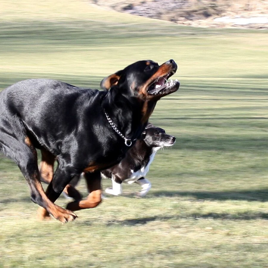 Rottweiler