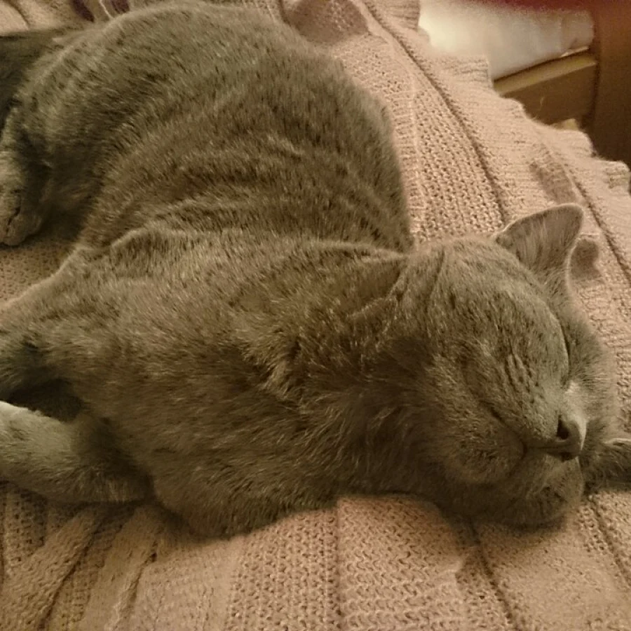 Russian Blue
