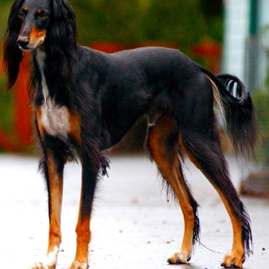 Saluki