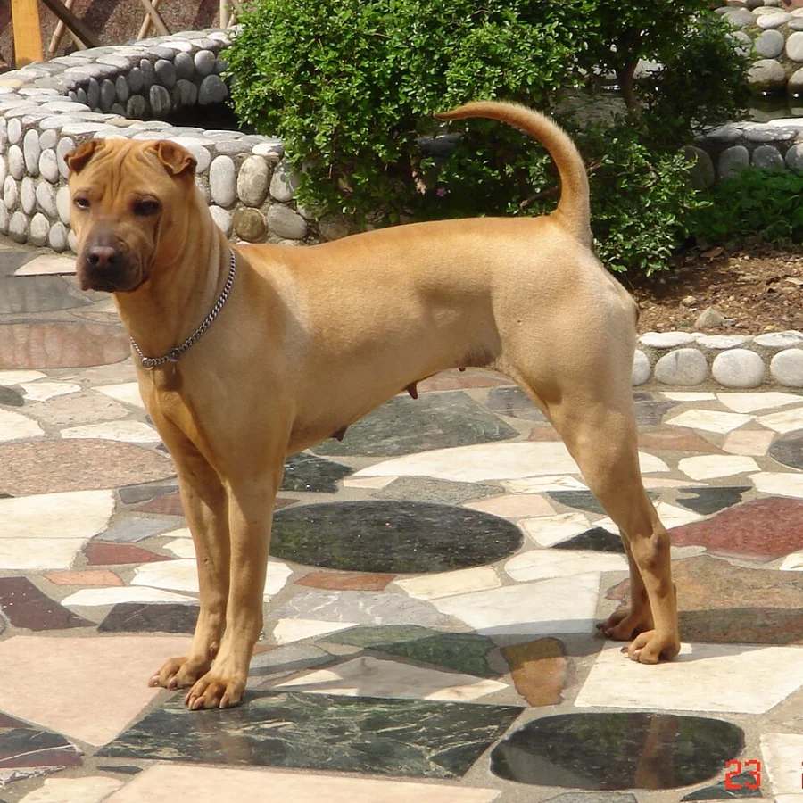 Shar Pei
