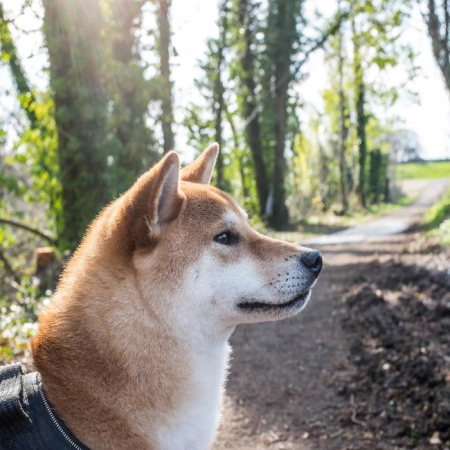 Shiba Inu