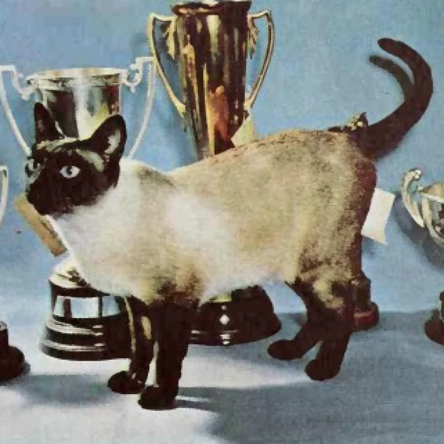 Siamese