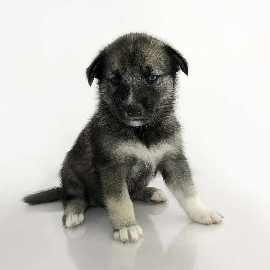 Siberian Husky