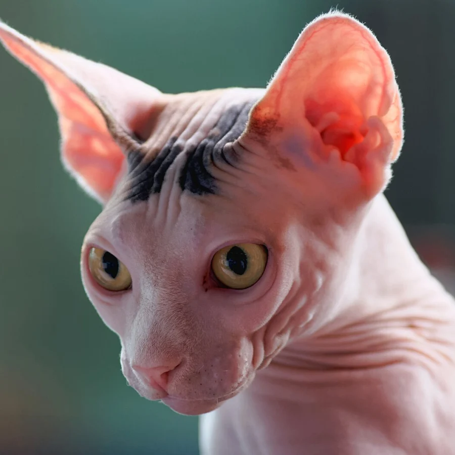 Sphynx