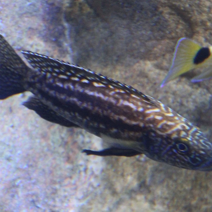 Tanganyika Cichlid