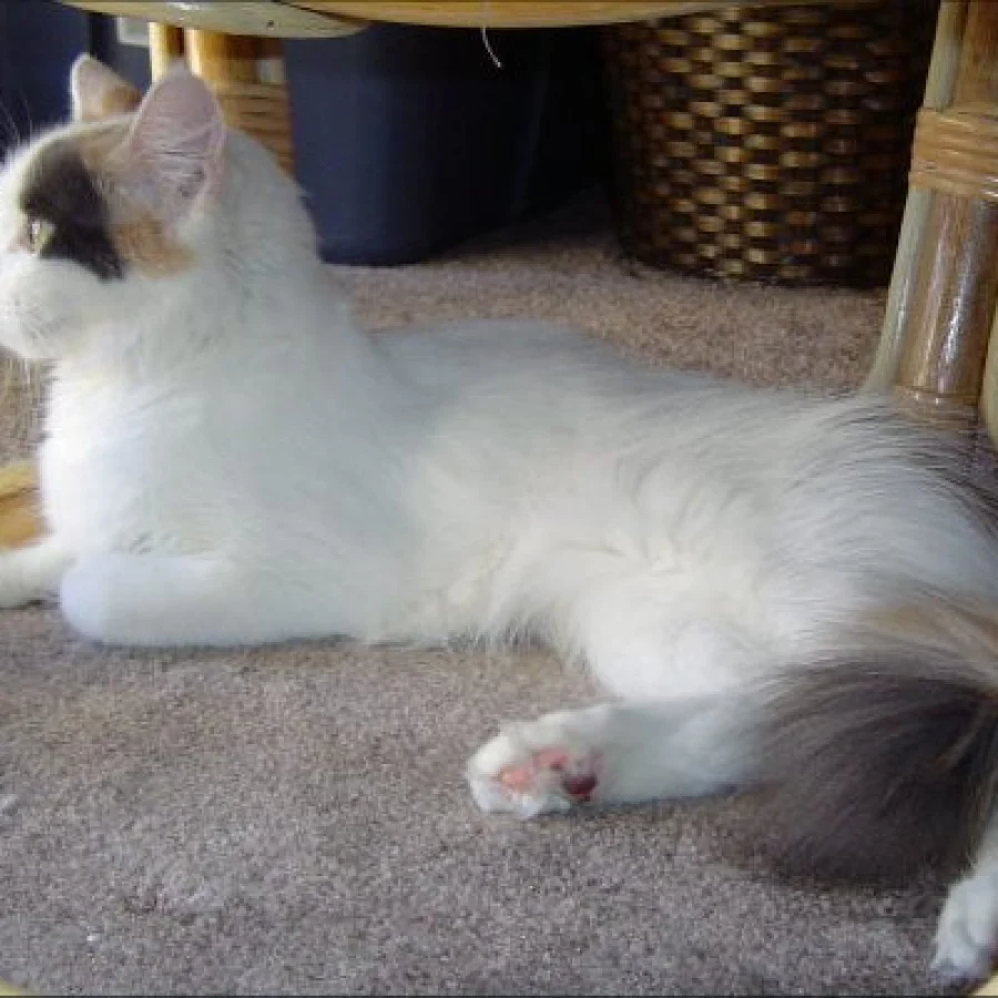Turkish Van