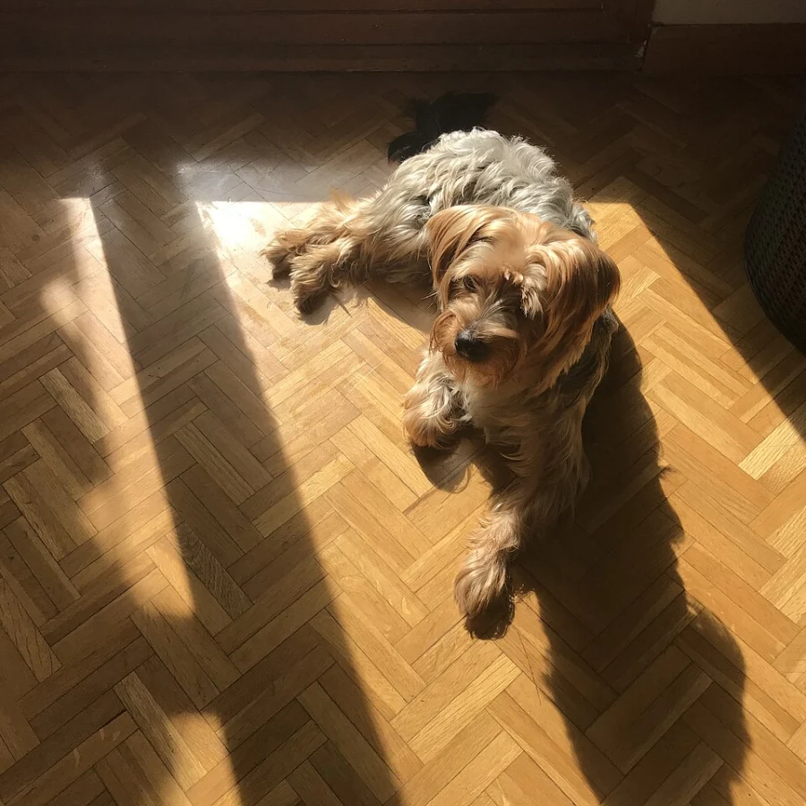 Yorkshire Terrier