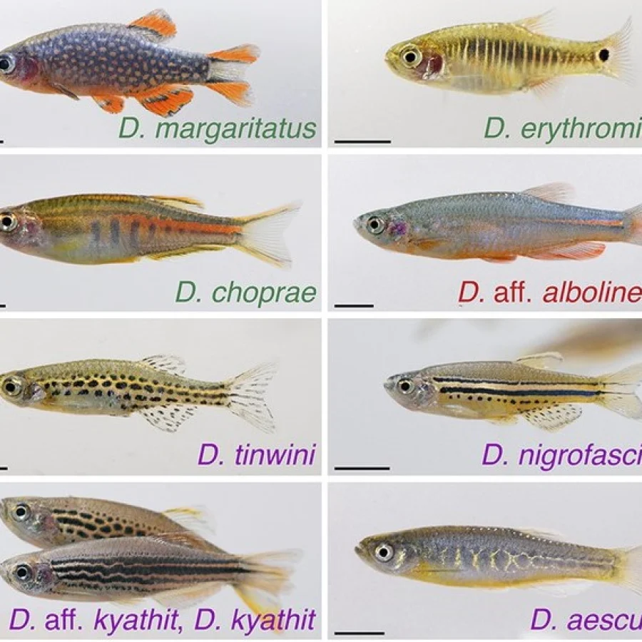 Zebra Danio
